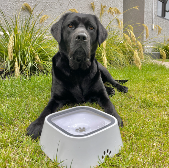Zero Splash Dog Water Bowl in use